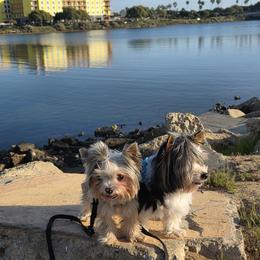 Bam bam - Yorkshire Terrier