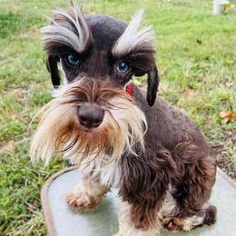 Boots - Liver male Miniature Schnauzer puppy in Malvern, Arkansas from Deep South Miniature Schnauzers