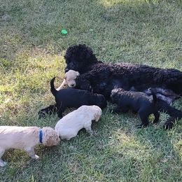 Goldendoodle Puppies from Bee At Ease Farm & Kennel