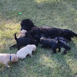 Goldendoodle Puppies from Bee At Ease Farm & Kennel
