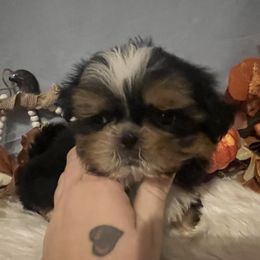 Timmy - Black and tan male Shih Tzu puppy in Tenino, Washington from Fantasy Realm Shih Tzus
