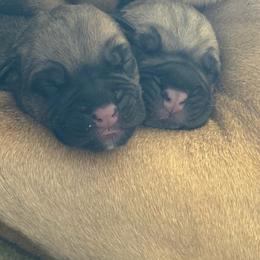 Baron - Fawn male Bullmastiff puppy in Chickasha, Oklahoma from Rustic Lace