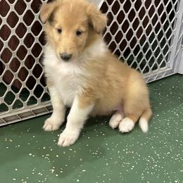 Harper - Sable and white female Collie puppy in Bad Axe, Michigan from Collie Campo