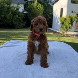 Pink - Red  female Goldendoodle puppy in Citrus Heights, California from Tanya's Goldendoodles