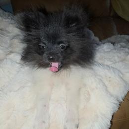 Hunnibunnies marshmellow - Black parti male Pomeranian puppy in Cleveland, Ohio from Hunnibunnies