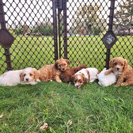 Cavapoo and Dachshund Puppies from Barnyard Dachshunds, Dals & Doodles