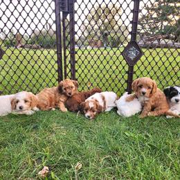 Cavapoo and Dachshund Puppies from Barnyard Dachshunds, Dals & Doodles