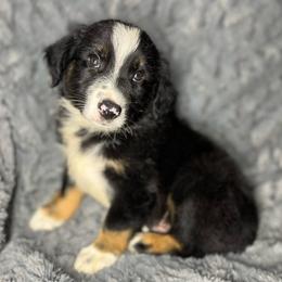 Benji - Black tri male Miniature Australian Shepherd puppy in Alabama from SBA Aussies