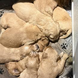 Girl 3 - Golden female Golden Retriever puppy in Maidens, Virginia from Legacy Farm Goldens