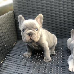French Bulldog Puppies from NeighborHood Frenchies