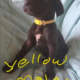 Yellow Collar Male - Black male Great Dane puppy in Newport, Washington from Lakefront Danes