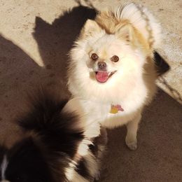 Luna - Pomeranian