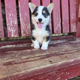 Reign - Black and tan female Pembroke Welsh Corgi puppy in Anton, Texas from X Bar's Lil Legs of Texas