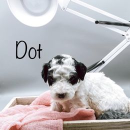 Bernedoodles from Ruby's and Pearl’s Puppies