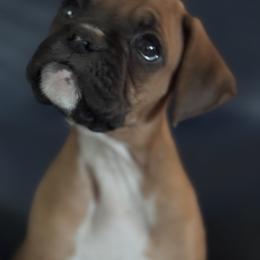 Boxer Puppies from TwinBrook Boxers