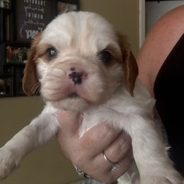 Homer jr - Blenheim male Cavalier King Charles Spaniel puppy in Spring Hill, Florida from Wonderland Cavaliers