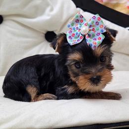 Thelma - Blue and gold female Yorkshire Terrier puppy in Monticello, Iowa from Ashley’s Puppies