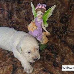 Willow Girl 3 - Light golden female Golden Retriever puppy in Niles, Michigan from Composer Goldens