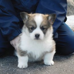 Pembroke Welsh Corgi Puppies from Salt Creek Farm Dogs