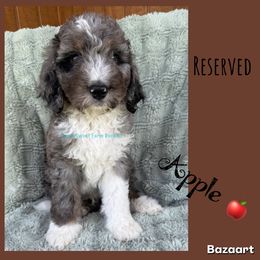 Apple - Blue merle male Bernedoodle puppy in Godwin, North Carolina from Farm Sweet Farm Doodles