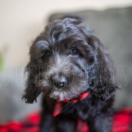 Goldendoodle Puppies from Doodle Me This Goldendoodles