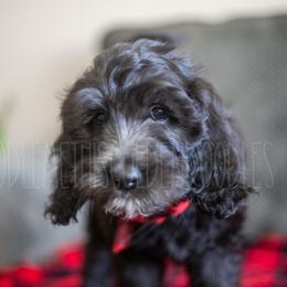 Goldendoodle Puppies from Doodle Me This Goldendoodles