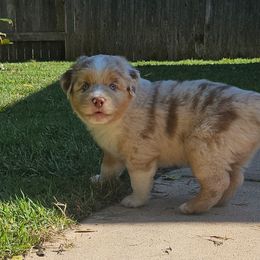 Ray - Red merle male Miniature Australian Shepherd puppy in Austin, Texas from Austin Aussies by Jody