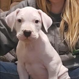 Sleepy - White male Dogo Argentino puppy in Bear River City, Utah from Valkka Kennels