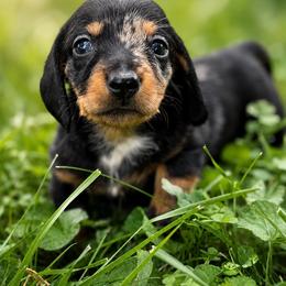 Jack - Dapple male Dachshund puppy in Greenup, Kentucky from Tygart Creek Dachshunds