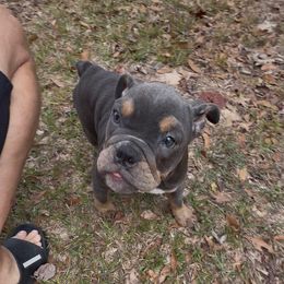 Dutchess Amelia - Blue tri-color female Bulldog puppy in Pace, Florida from Royal Fade Bulldogs