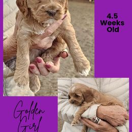 Golden Apricot Abstract Female - Golden female Cockapoo puppy in Stayton, Oregon from MoSa Ranch Cockapoos