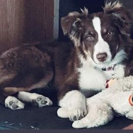 Australian Shepherds from McLaughlin Aussies