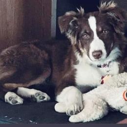 Australian Shepherds from McLaughlin Aussies