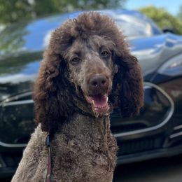 Twix - Poodle