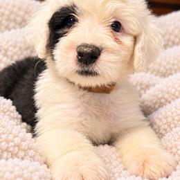 Burgundy - Gray and white female Old English Sheepdog puppy in Iowa from Midwest Puppy Paws