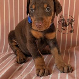 Female 1 - Blue Collar - Red and rust female Doberman Pinscher puppy in Spencer, Indiana from Jackson's Dobermans