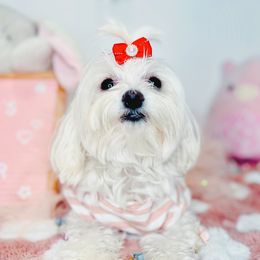 Lyla - Maltese