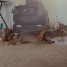 German Shepherd Puppies from Shepherds Vom BLR Haus