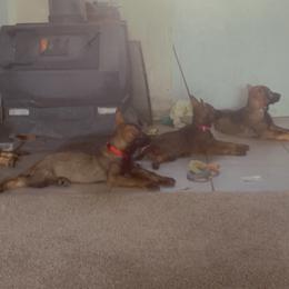 German Shepherd Puppies from Shepherds Vom BLR Haus