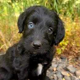 Taco - Black and white male Aussiedoodle puppy in Mulino, Oregon from Korbella Farm