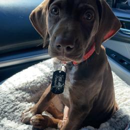 German Shorthaired Pointer Puppies from Nash Kennels