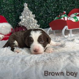 Brown boy - Brown male Bernedoodle puppy in Modesto, California from Two Doods Doodles