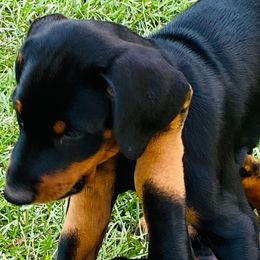 Doberman Pinscher Puppies from TeatreeDoberman