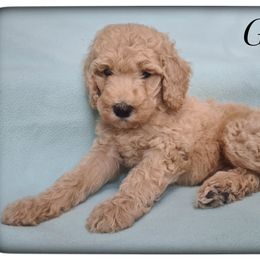 Boy 2 - Labradoodle puppy from Sharyland Pets