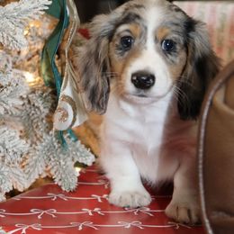 Black and tan dapple male 1 - Dapple male Dachshund puppy in Pontotoc, Mississippi from Doubletake Doodles & Dachshunds