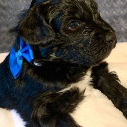 Aussiedoodle Puppies from Valley Doodles
