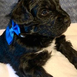Aussiedoodle Puppies from Valley Doodles