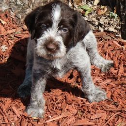 Boy 1 - Brown and gray male Wirehaired Pointing Griffon puppy in Afton, Wisconsin from Daehler's Wirehaired Pointing Griffons