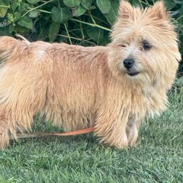 Allie - Norwich Terrier