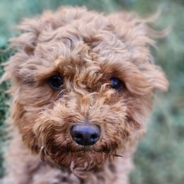 Cockapoos, Miniature Schnauzers, Poodles, and Schnoodles from Happy Dogs